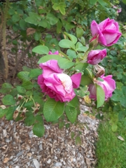 Rosa rugosa