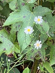 Boltonia asteroides
