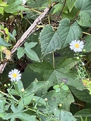 Boltonia asteroides