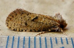 Acrolophus kearfotti