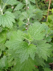 Leonurus quinquelobatus