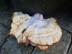 Laetiporus sulphureus