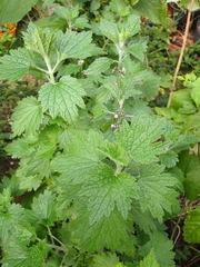 Leonurus quinquelobatus