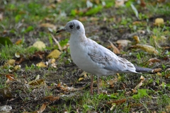 Chroicocephalus ridibundus