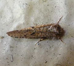 Acrolophus kearfotti