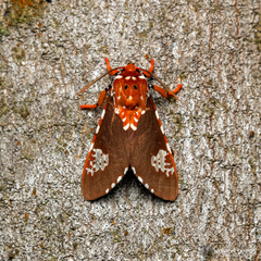 Rhodorhipha subflammans