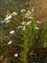 Tripleurospermum inodorum