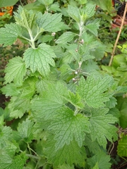 Leonurus quinquelobatus