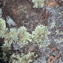 Xanthoparmelia plittii