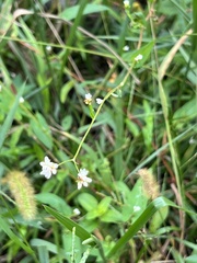 Persicaria sagittata