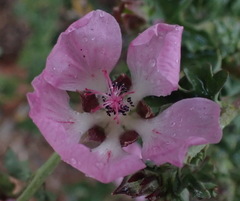Anisodontea