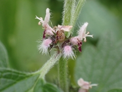 Leonurus quinquelobatus