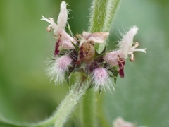 Leonurus quinquelobatus