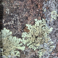 Xanthoparmelia plittii