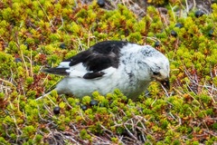 Plectrophenax nivalis