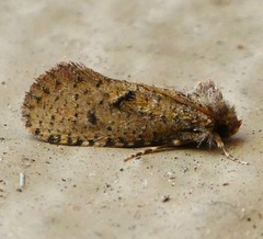 Acrolophus kearfotti