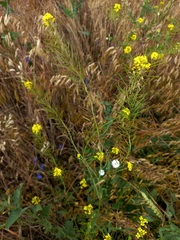 Sisymbrium loeselii