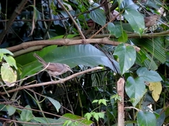 Campylorhynchus turdinus