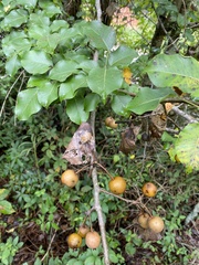 Pyrus