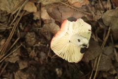 Russula paludosa