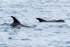 Lagenorhynchus albirostris