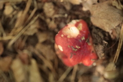 Russula paludosa