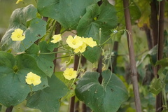 Luffa aegyptiaca
