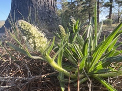 Echiostachys incanus