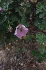 Anisodontea