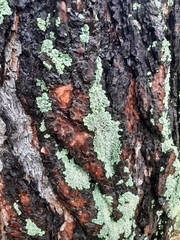 Flavopunctelia soredica