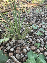 Euphorbia silenifolia