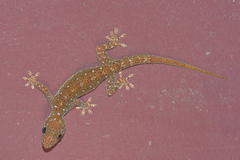 Gekko petricolus