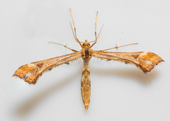 Platyptilia carduidactylus