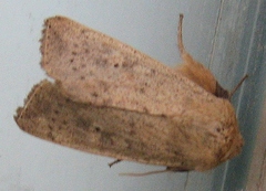 Agrotis vetusta