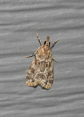 Eudonia heterosalis