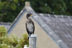 Phalacrocorax carbo