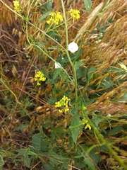 Sisymbrium loeselii