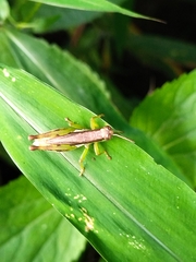 Pseudoxya diminuta