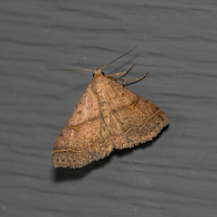 Bleptina caradrinalis