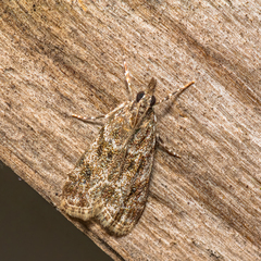 Eudonia heterosalis