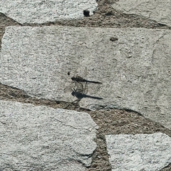 Orthetrum cancellatum