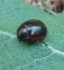 Chrysolina rossia
