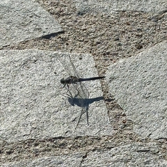 Orthetrum cancellatum