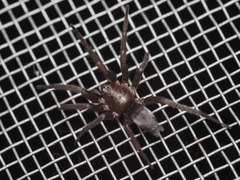 Scotophaeus blackwalli