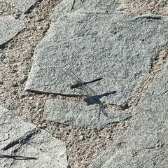 Orthetrum cancellatum