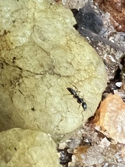 Brachyponera chinensis