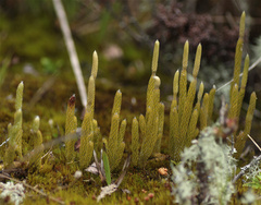Lycopodiaceae