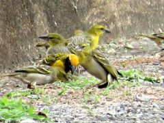 Ploceus cucullatus spilonotus