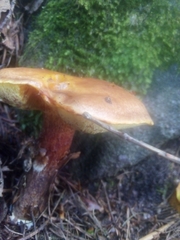 Xerocomellus chrysenteron