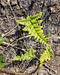 Cheilanthes viridis